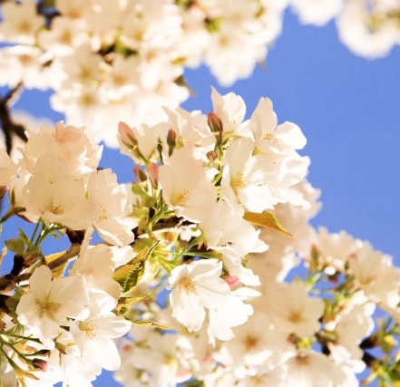 オオシマザクラ