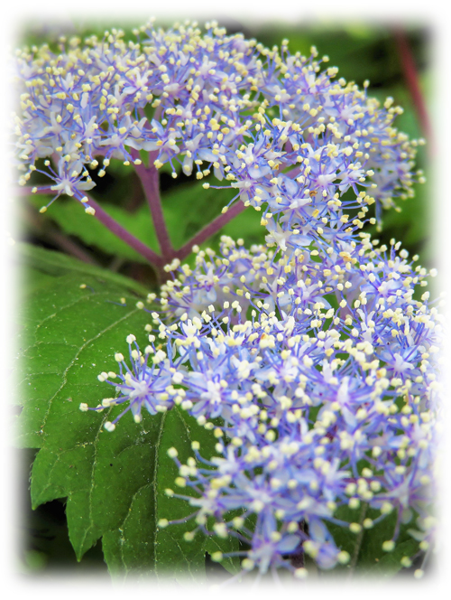 ファー・イースト・フラワーエッセンス講座