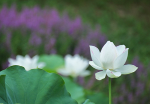インナーチャイルド・セラピー