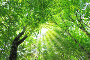 プラーナーヤーマ実践講座